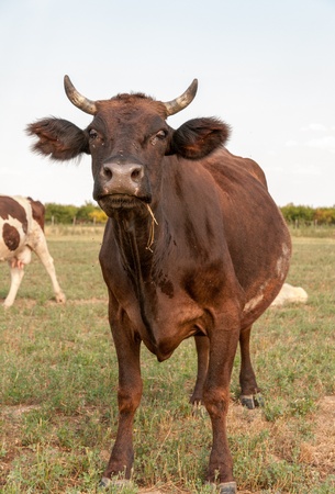 Cow standing on dry meadow by the riverの写真素材