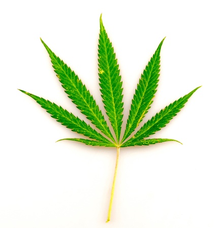 leaf of hemp, on a white backgroundの写真素材