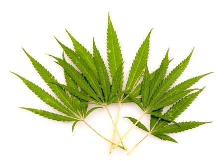 leaf of hemp, on a white backgroundの写真素材