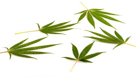 leaf of hemp, on a white backgroundの写真素材