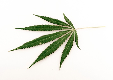 leaf of hemp, on a white backgroundの写真素材