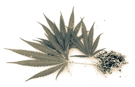 leaf of hemp, on a white backgroundの写真素材