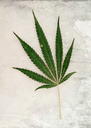 leaf of hemp, on a white backgroundの写真素材