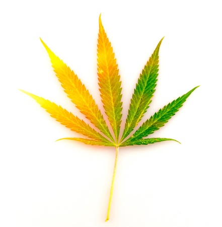 leaf of hemp, on a white backgroundの写真素材