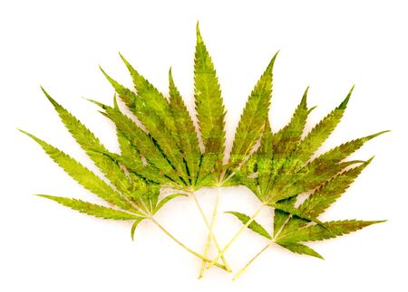 leaf of hemp, on a white backgroundの写真素材