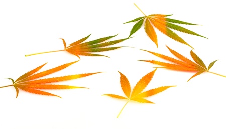 leaf of hemp, on a white backgroundの写真素材