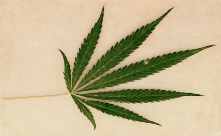 leaf of hemp, on a white backgroundの写真素材