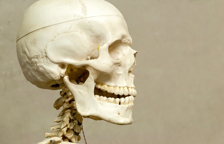 Decorative (model) human skeleton and skull in hospitalの写真素材