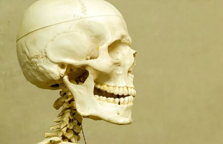 Decorative (model) human skeleton and skull in hospitalの写真素材