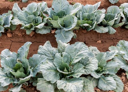 Young cabbages grown on forest soil to the riverの写真素材