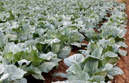 Young cabbages grown on forest soil to the river