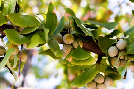 Ginkgo biloba leaves, close up.の写真素材