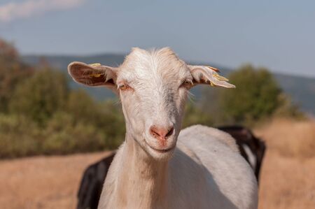 Goats on Farm (close up)の写真素材