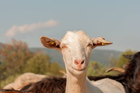 Goats on Farm (close up)の写真素材