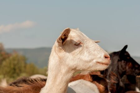 Goats on Farm (close up)の写真素材
