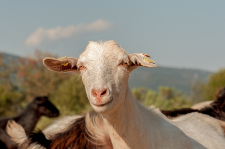 Goats on Farm (close up)の写真素材