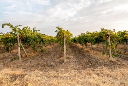 Vineyard in autumn harvestの写真素材