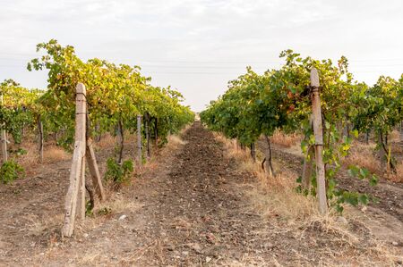 Vineyard in autumn harvestの写真素材