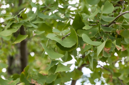 Ginkgo biloba leaves, close up.の写真素材