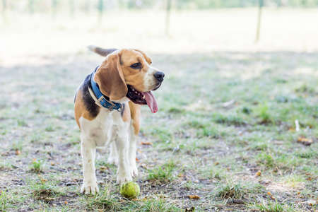English Beagleの写真素材