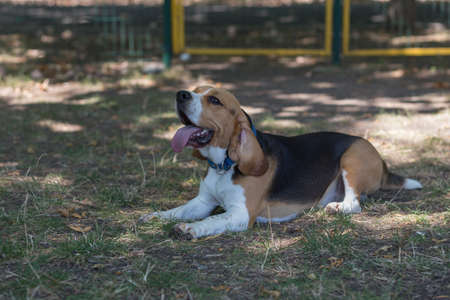 English Beagleの写真素材