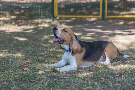 English Beagleの写真素材