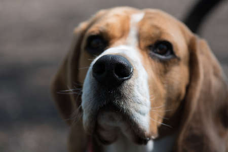 English Beagleの写真素材