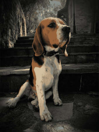 English Beagleの写真素材