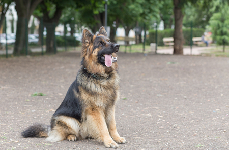 German Shepherdの写真素材