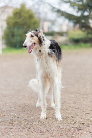 Russian borzoi dogの写真素材