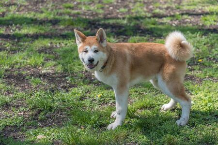 Japanese Akita Inu Dogの写真素材