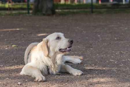 Labrador Retriever