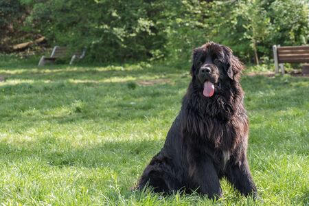 English Springer Spanielの写真素材