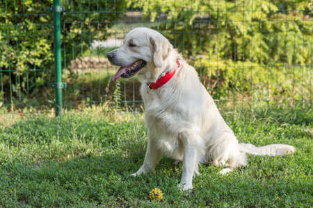 Labrador Retriever