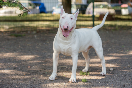 Bull Terrierの写真素材