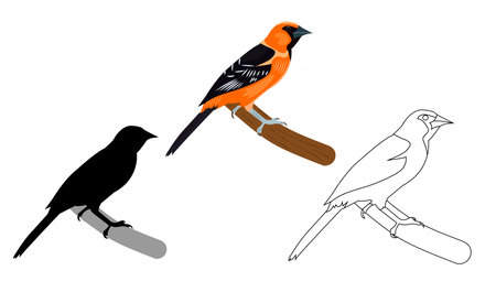 birds. Vector image of an oriole. Contour, silhouette, flat.のイラスト素材