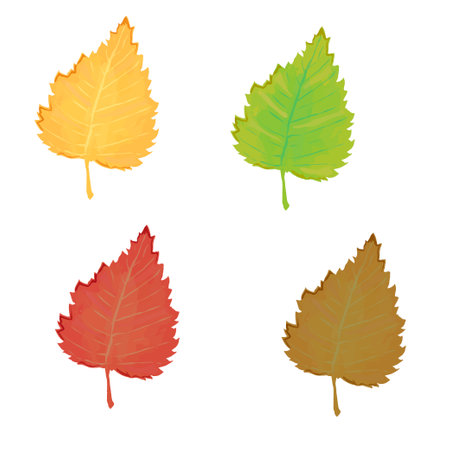 Collection of vector colored birch leaves isolated on white background. Birch leaves for the design of greeting cards, holiday banners and posters.のイラスト素材