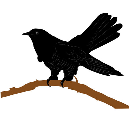 Isolated black silhouette of a cuckoo sitting on a branch on a white background. Vectorのイラスト素材