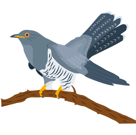 A cuckoo sits on a branch. Vector, flat, colored bird on a white background.のイラスト素材