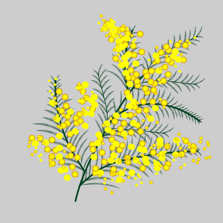 Decorative mimosa branch with bright yellow fluffy flowers and thin green leaves. Stylized botanical illustration with soft volume and clean shapes. Spring floral element isolated on neutral background. Perfect for greeting cards, International Women's Day designs, patterns, backgrounds, stationery, packaging, posters and seasonal projects.のイラスト素材