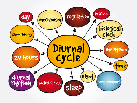 Diurnal cycle mind map, concept for presentations and reportsの素材  [FY310174756052]
