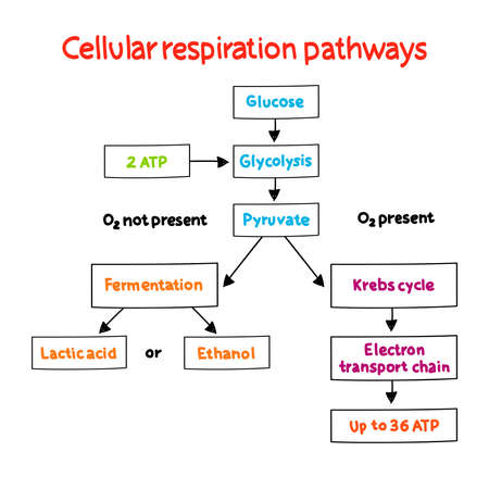 Cellular respiration pathways mind map process, medical concept for presentations and reports mind map process, business concept for presentations and reportsのイラスト素材