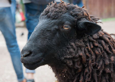 the head of the sheep is looking atの写真素材