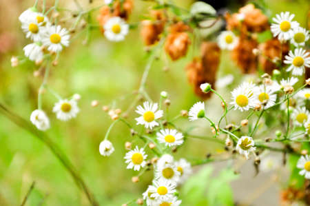 beautifful White camomiles on green field natureの写真素材