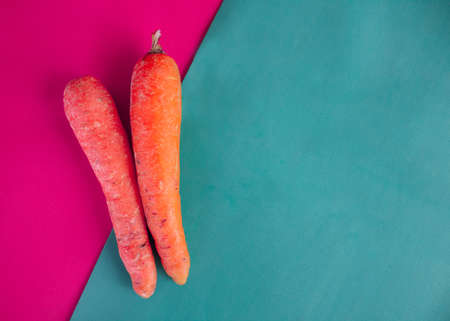 two fresh organic carrot. natural garden vegetable for vegetarian healthy kitchenの写真素材
