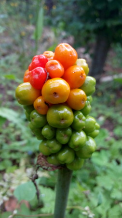 Infidel mancarの写真素材