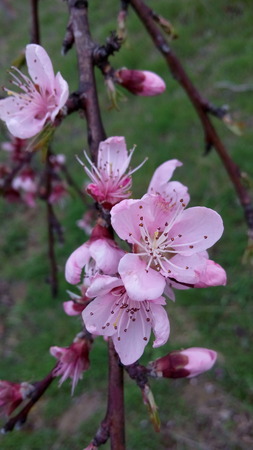 peach flowerの写真素材