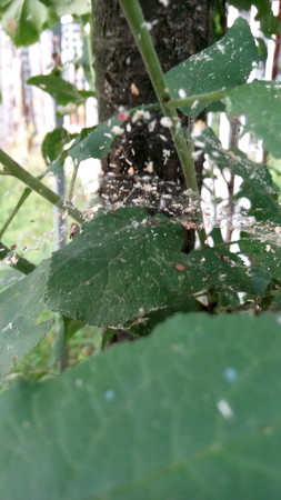 spider webの写真素材