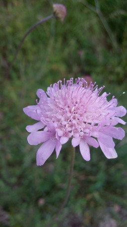 pink flowerの写真素材