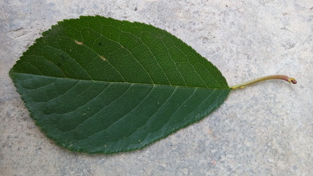 leaf